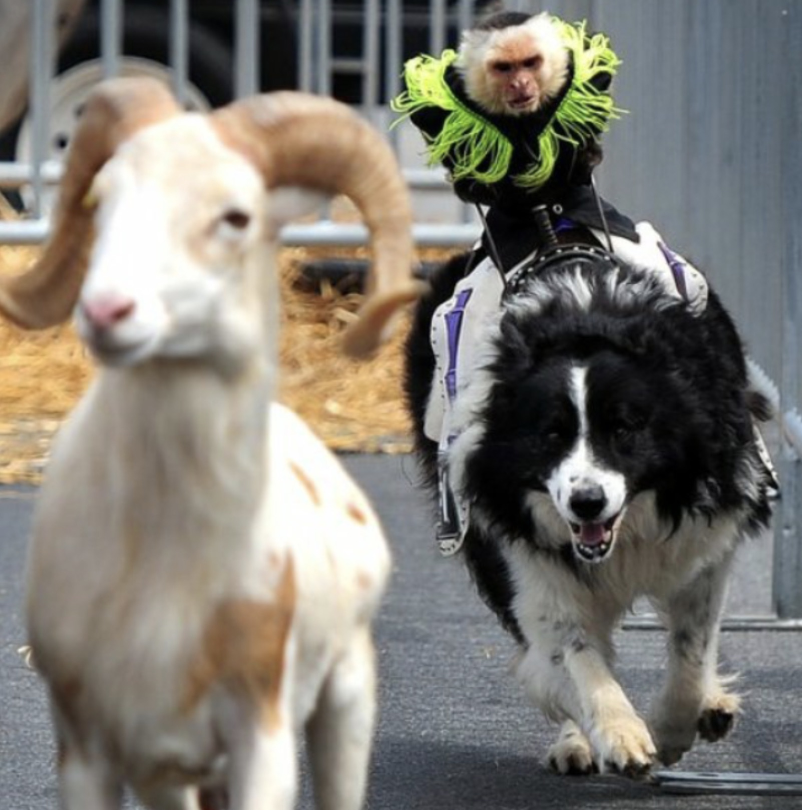 monkey riding dog chasing goat